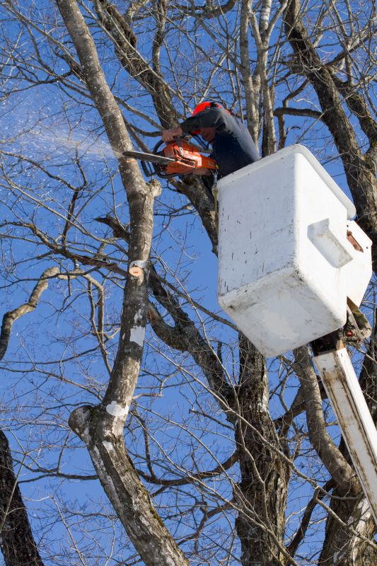Tree Branch Cutting in Reno, NV